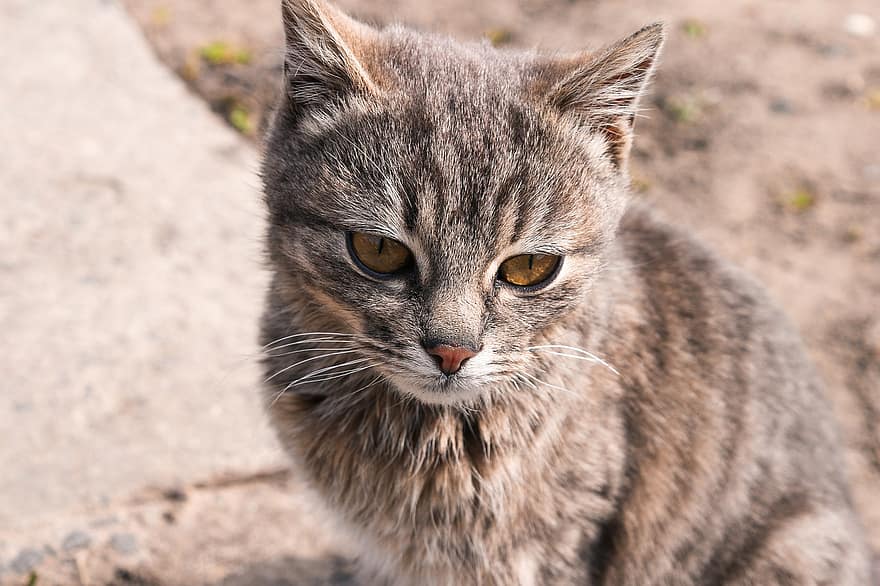 Cat, Whiskers, Kitten, Tabby Cat, Pet, Kitty, Young Cat, Animal, Domestic Cat, Feline, Mammal