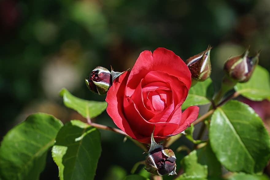 Rose, rød, blomst, romantisk, skønhed, kærlighed, plante, natur