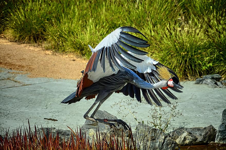 France, grue, oiseau, parc