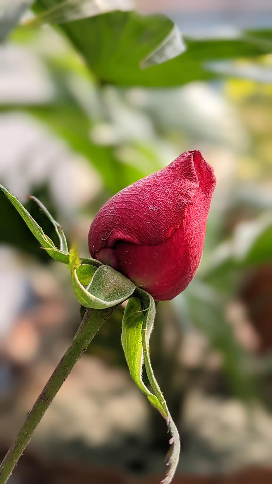 Rosa, flor, Rosa roja, pétalos, pétalos de rosa, floreciente, cierne, flora, naturaleza