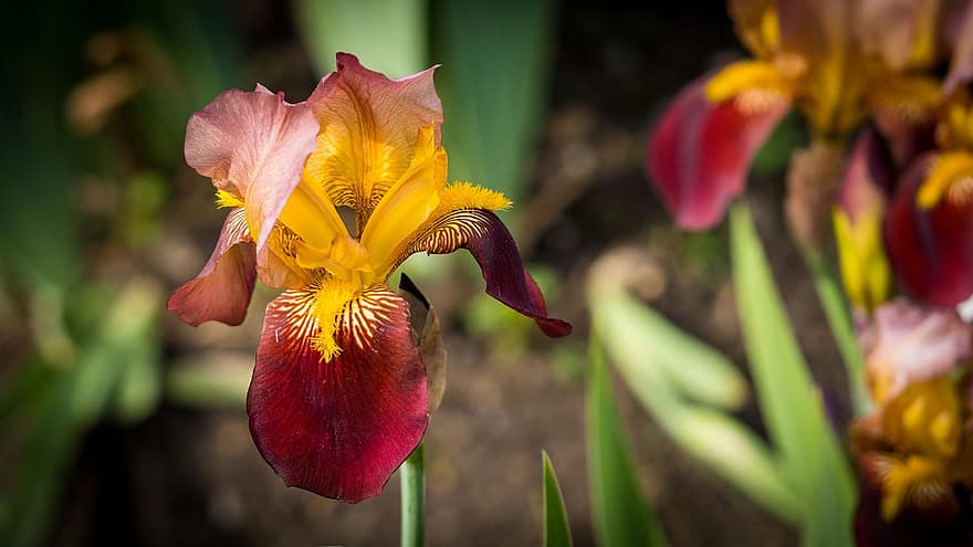 iris, fleur, plante, iris barbu, pétales, Floraison, jardin, la nature