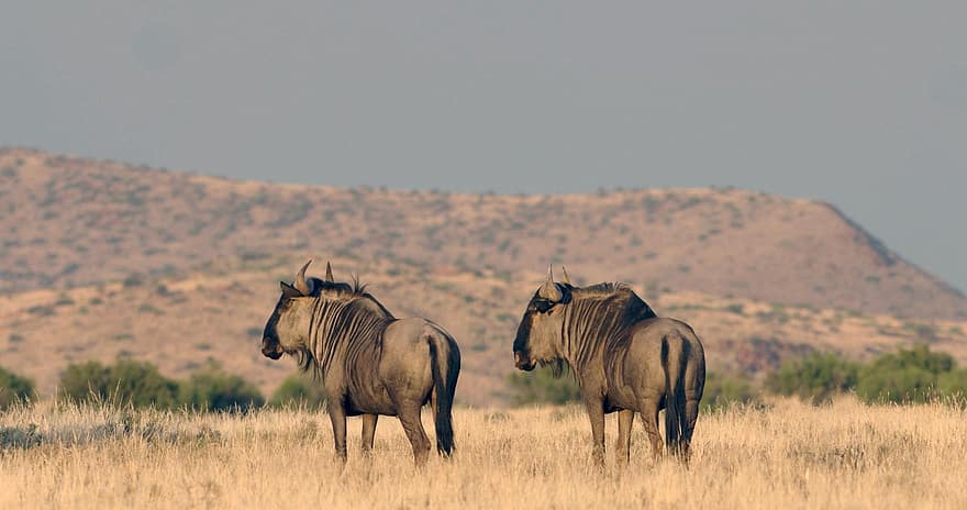 gnu, animale, animale sălbatice, albastru de wildebeest, mamifere, natură, Safari, savană, Africa, animale în sălbăticie, safari animale