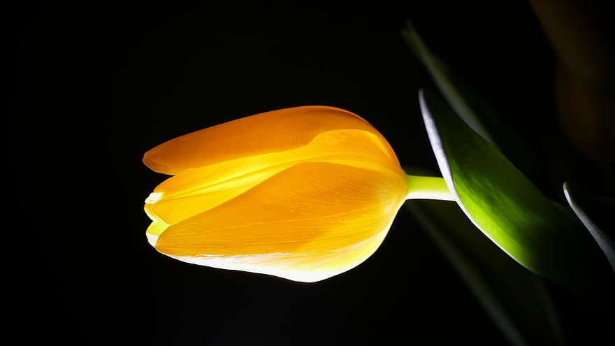 tulipán, virág, bimbó, sárga virág, sárga tulipán, szirmok, virágzó, növényvilág, növény