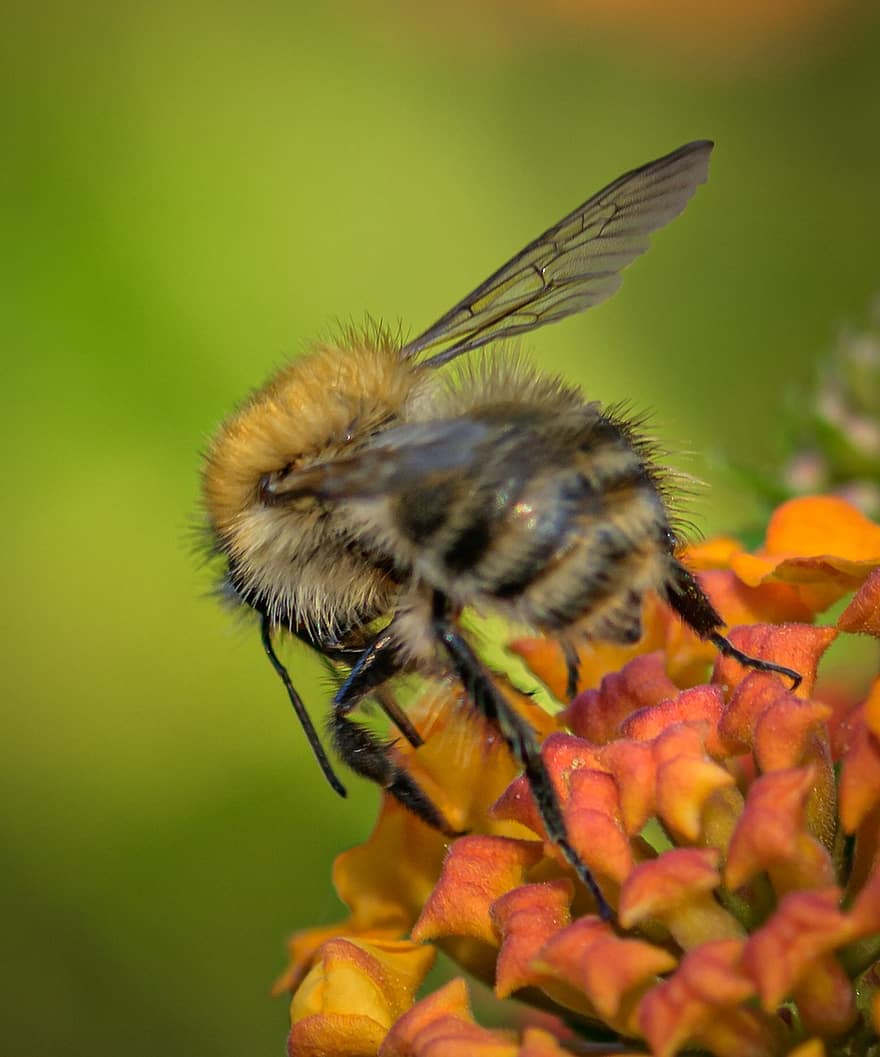 Bie, insekt, bug, vinger, pollen, nektar, natur, blomst, anlegg, vill blomst, hage