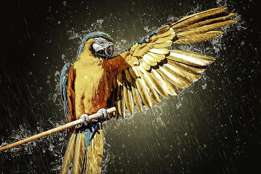 ara, burung beo, macaw kuning, burung, hewan, penuh warna, eksotik, alam, bulu burung, sayap, terulur