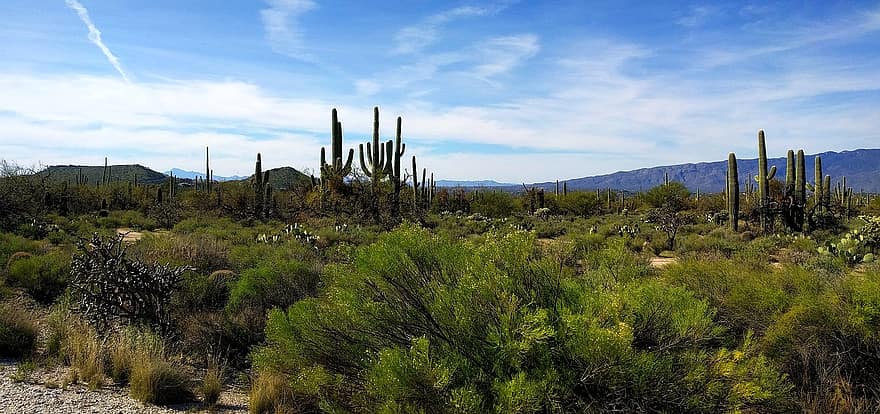 désert, vallée, cactus, Végétation, paysage, Arizona, Montagne, scène rurale, arbre, cactus saguaro, bleu