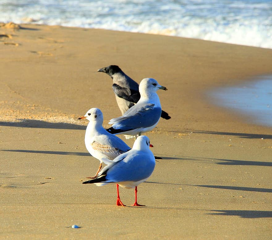 Seagulls, Birds, Crow, Perched, Animals, Sea, Feathers, Beach, Plumage, Beaks, Bills