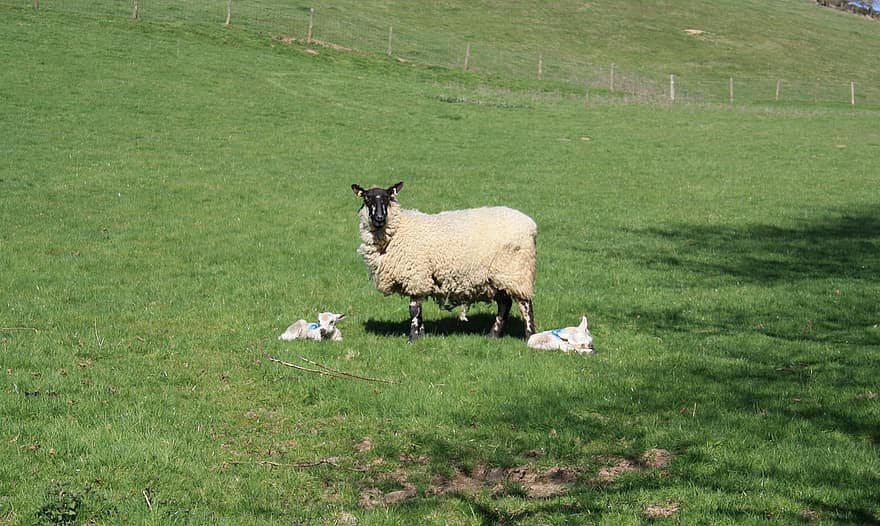 cừu, động vật, đồng cỏ, động vật có vú, chăn nuôi, cỏ, cánh đồng, Thiên nhiên, nông thôn
