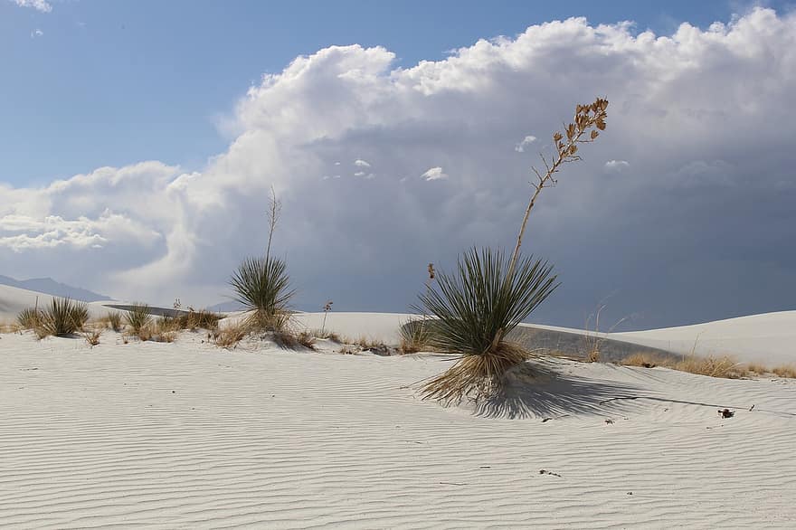 Sa mạc, cồn cát, yuccas, cát trắng, cây, cát, Thiên nhiên, phong cảnh, tây nam, alamogordo, mexico mới