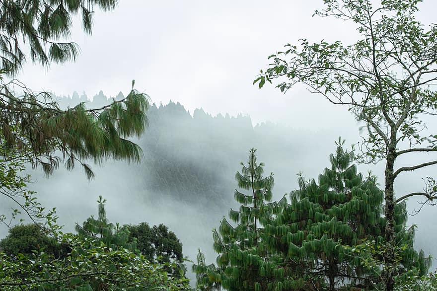 Bäume, Berg, Nebel, nebelig, Wald, Landschaft, Natur, Morgen, Darjeeling, Bengalen, Indien