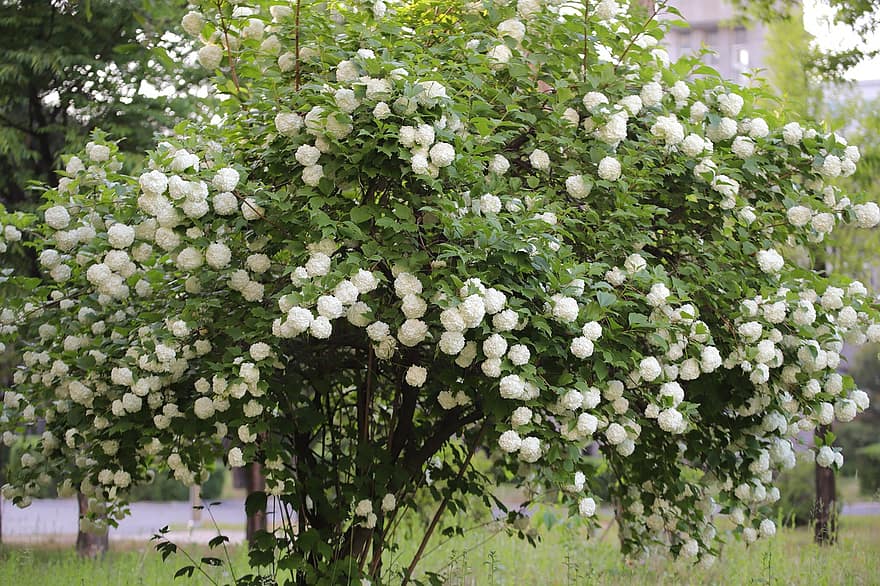 hortensia, las flores, primavera, arbusto, Flores blancas, floración, Flores de primavera, planta, jardín, naturaleza, hoja