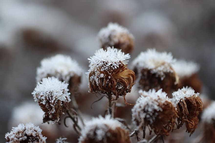 Flowers, Frozen, Hoarfrost, Frosted, Frosty, Icicles, Frozen Flowers, Icy, Wintry, Winter, Cold