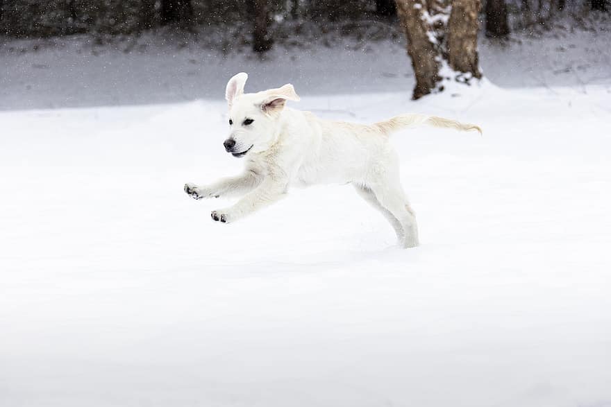 Мохан, nannapaneni, кучета, кученце, сладък, сняг, играете, скачане, бял, Southborough, Масачузетс