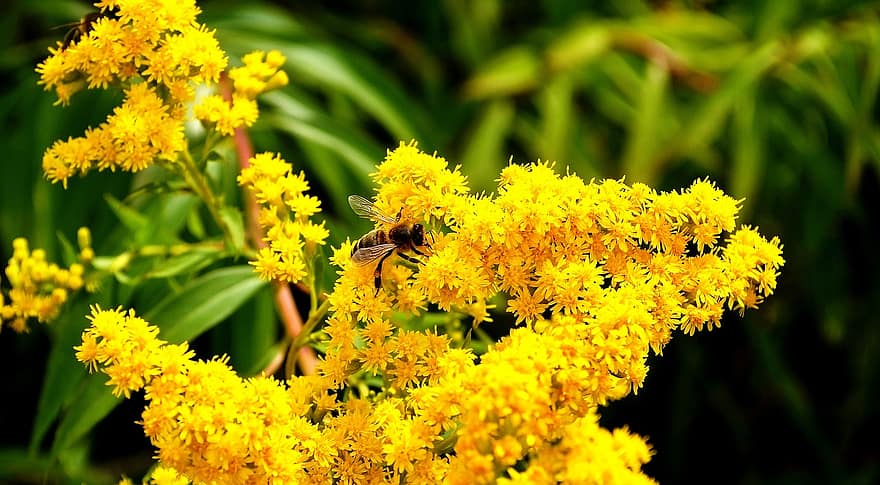 gėlė, bičių, apdulkinimas, vabzdys, entomologija, žydi