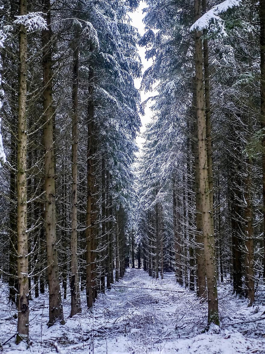 pădure, copaci, zăpadă, iarnă, de iarnă, brazi, conifere, îngheţat, îngheţ, rece, acoperit cu zăpadă