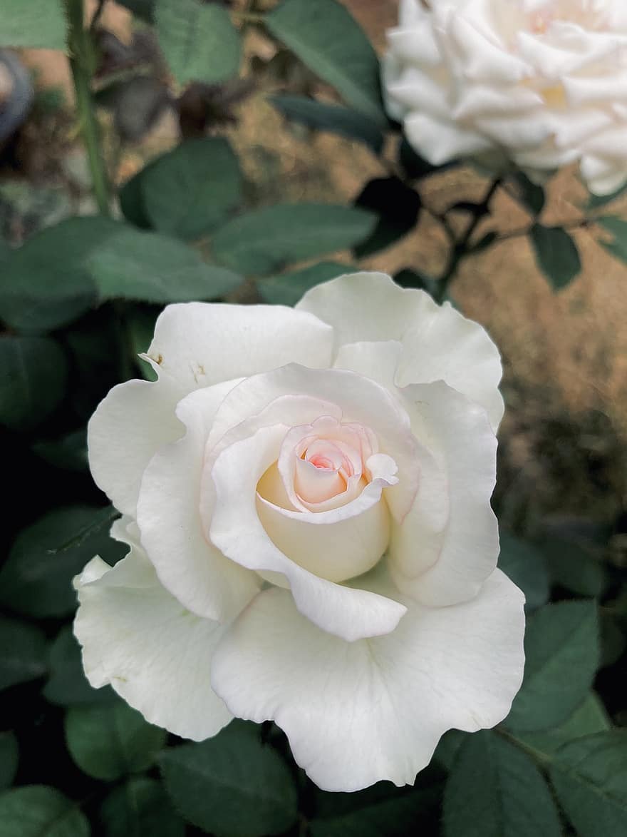 Rose, Flower, Plant, White Rose, White Flower, Petals, Bloom, Leaves
