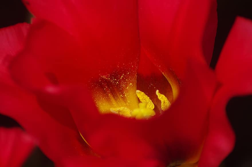 flor, tulipán, rojo, pétalos, botánica, macro, floración, morges, Suiza, estambre, de cerca
