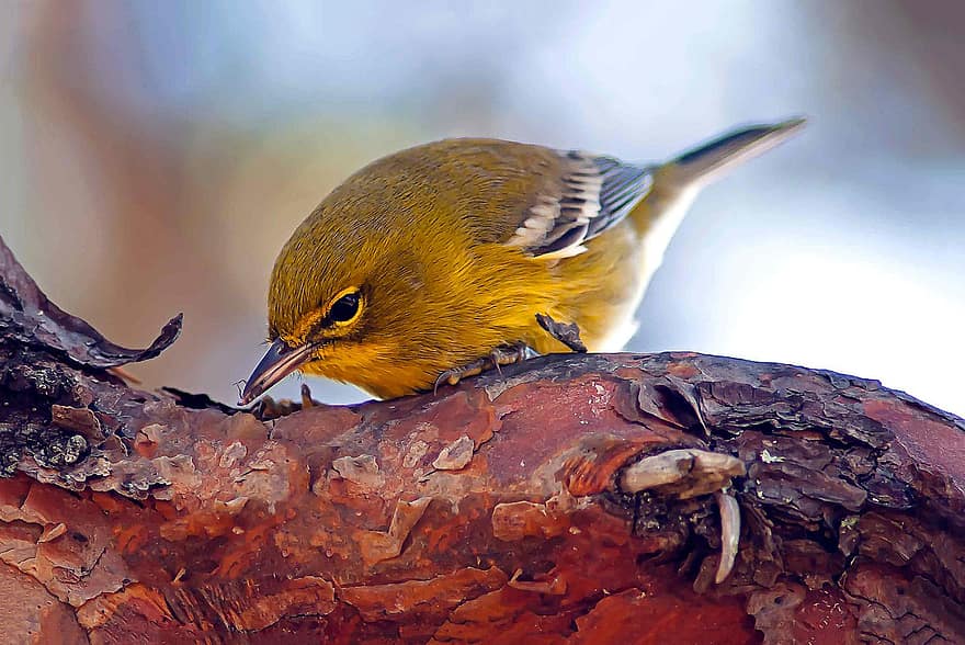 pembuat pinus, burung, hewan, burung penyanyi, margasatwa, bulu burung, cabang, bertengger, alam, mengamati burung