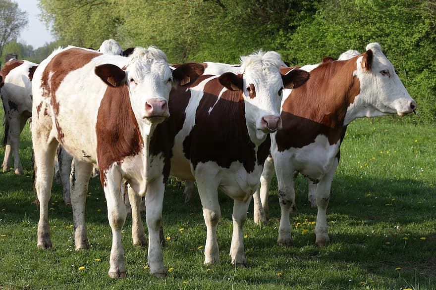 tehenek, marhák, állatállomány, tanya, állatok, természet, emlősök, mezőgazdaság, vidéki, vidéki táj, marhahús