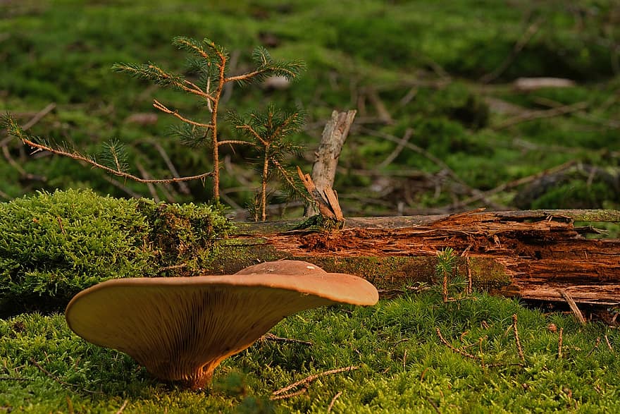 houba, disk houba, mech, Příroda, les, venku, podzim, detail, sezóna, rostlina, zelená barva