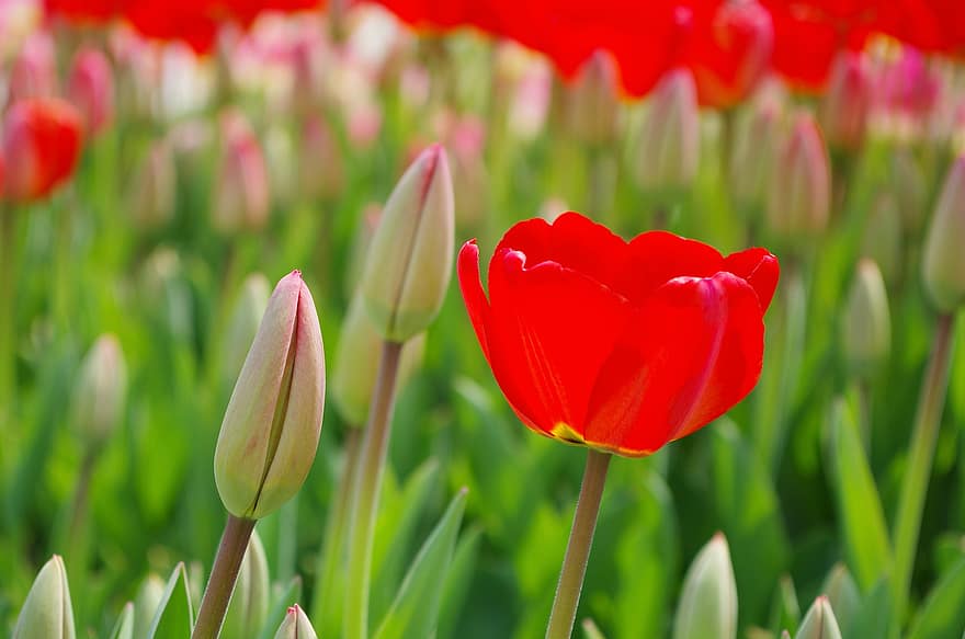tulipano, fiori, gemme, fioritura, flora, piante da fiore, natura, primavera, piante, giardino, giardino dei tulipani
