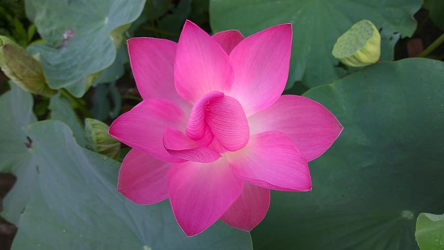 lotus, blad, blomst, lotus dam