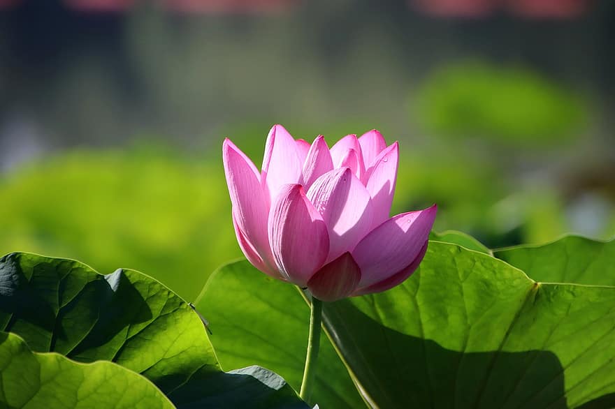 Blume, Lotus, Pflanze, pinke Blume, Blütenblätter, Wasserpflanze, Natur, Teich, Nahansicht, rosa Blütenblätter, Botanik