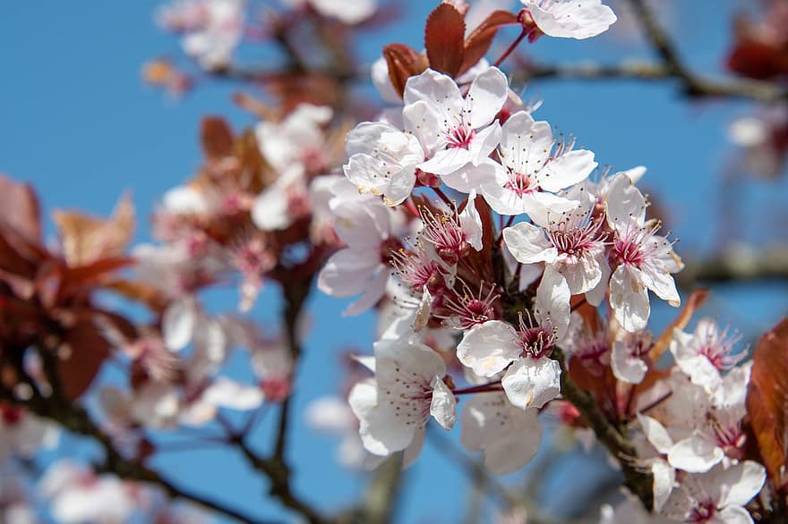 Flores de cerezo, las flores, primavera, Flores rosadas, sakura, floración, flor, rama, árbol, naturaleza, de cerca