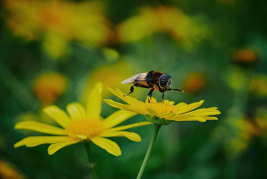 Biene, Insekt, bestäuben, Bestäubung, Blumen, geflügeltes Insekt, Flügel, Natur, Hymenoptera, Entomologie