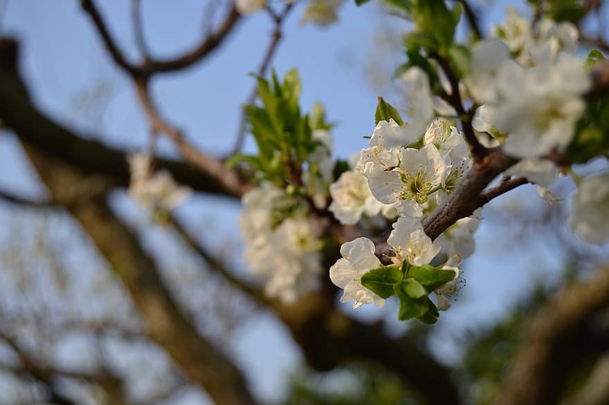 plommonblomma, blommor, vår, kronblad, aprikos träd, blomma, träd, solnedgång, natur, gren, springtime