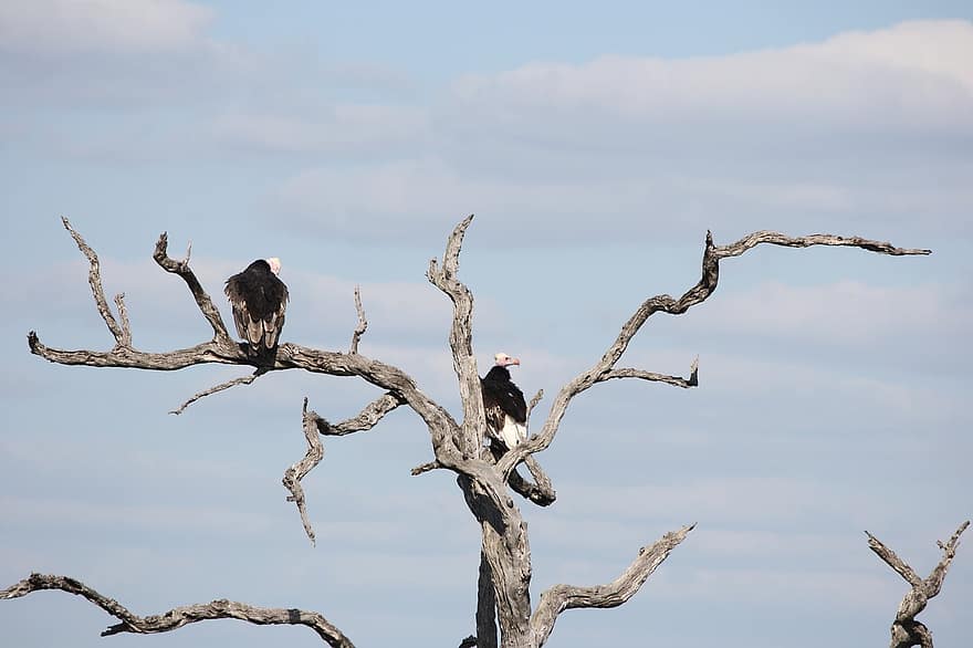 Vultures, Birds, Tree, Branches, Africa, Animals, Fauna, Avian, Ornithology, Trees