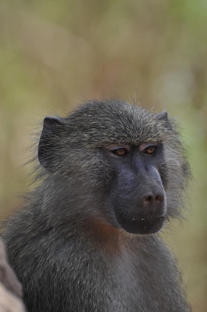 babuino, animal, fauna silvestre, mono, primate, mamífero