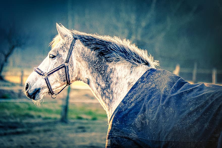 con ngựa, ngựa, thú vật, bờm, đầu ngựa, chăn ngựa, lạnh, mùa đông, động vật có vú, nông trại, con ngựa giống