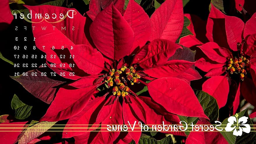 Venēras slepenais dārzs, kalendāru, decembrī, poinsettia, zieds, sarkans, plānotājs, dienasgrāmata, mēnesī, grafiku, 2016