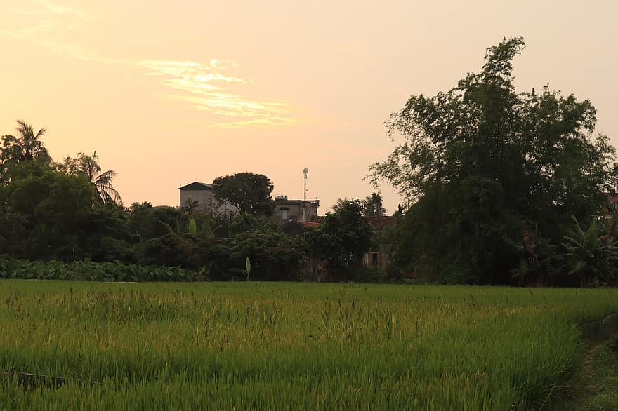 rizsföld, selyem, mező