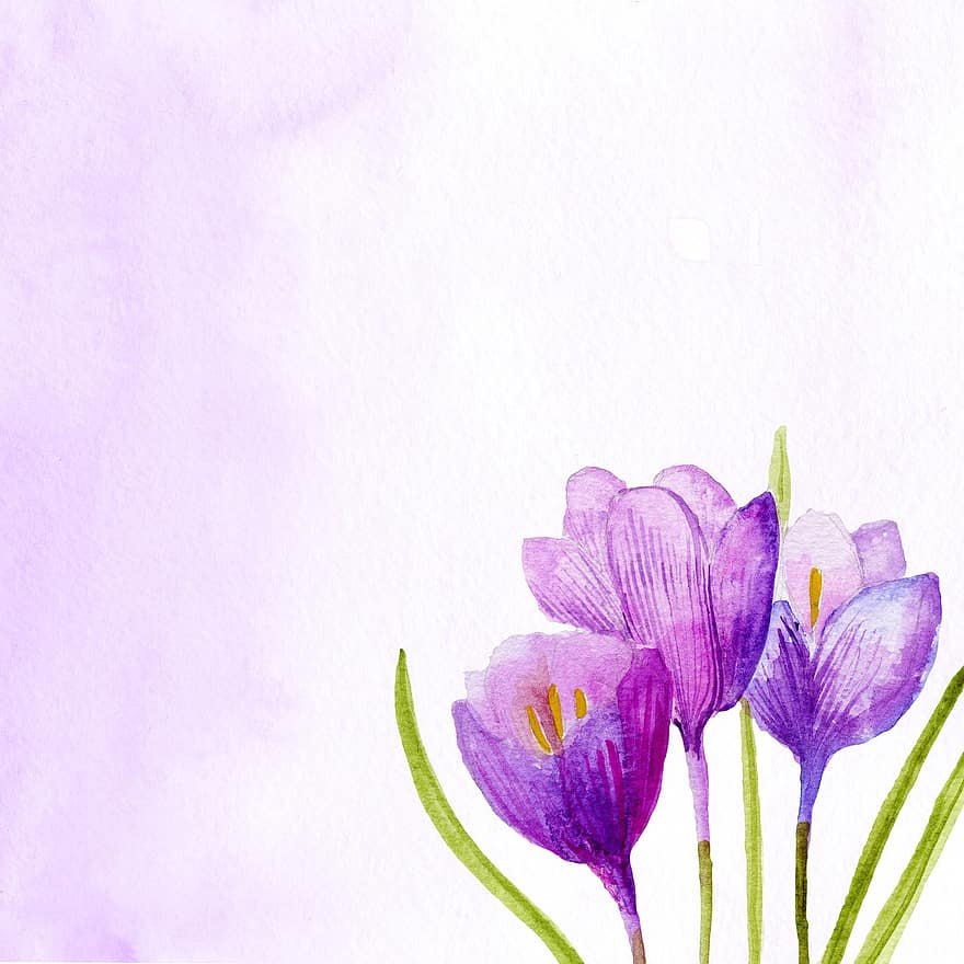 Tulips, Flowers, Petals, Watercolor, Delicate, Bloom, Blooming, Nature, Plant, Decoration