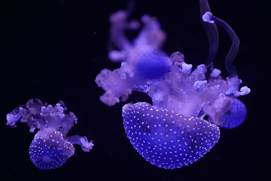 medūza, vandenynas, po vandeniu, šviečia, gyvūnas, jūrų, vanduo, mėlyna, žuvis, čiuptuvas, Jūros gyvenimas