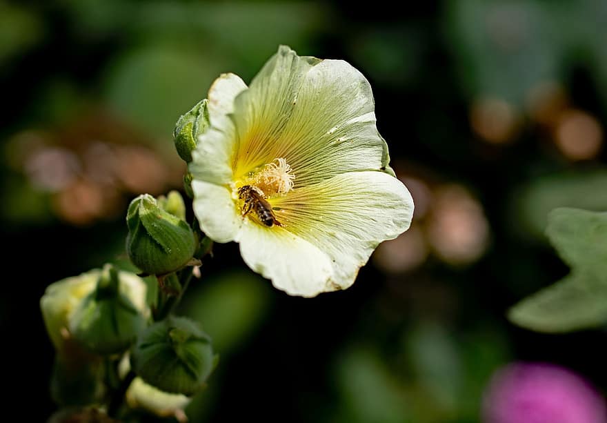 Hollyhock, gėlė, bičių, geltona gėlė, klaida, žiedlapių, geltonos žiedlapės, žydi, apdulkinimas, sodas, flora