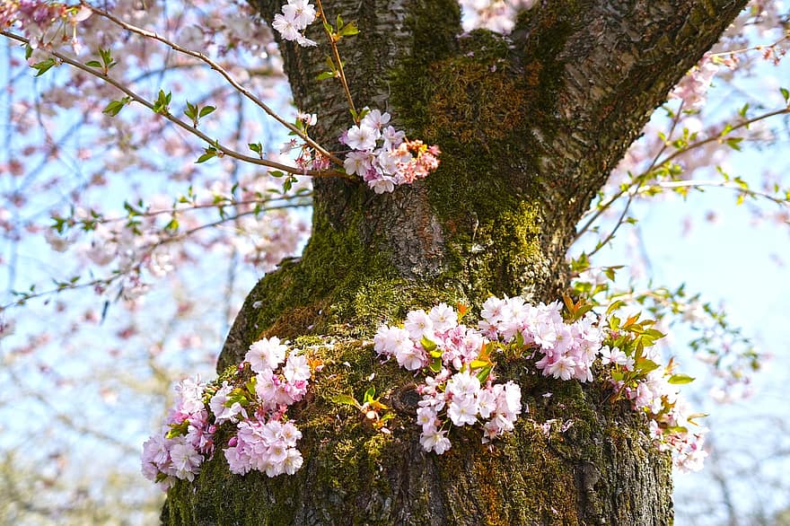 Japanse kers, sierkers, kersenbloesem, bloesems, roze bloemen, de lente, natuur, boom, bloem, lente, tak