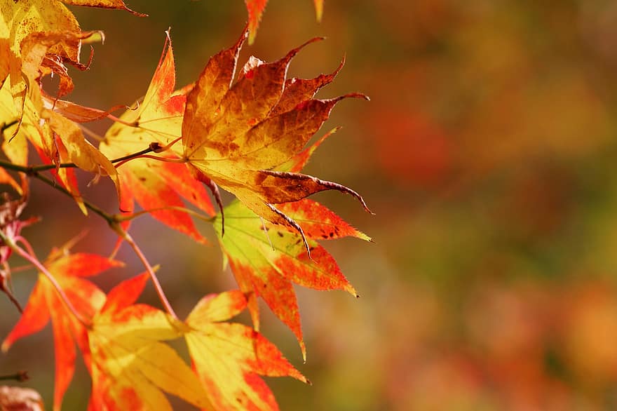 juharfa, levelek, ősz, ág, lombozat, narancssárga levelek, japán juhar, fa, növény, esik, természet