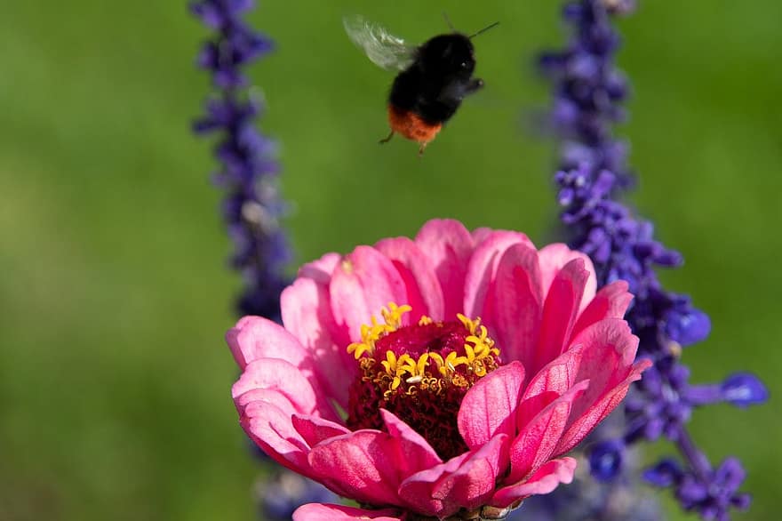 ピンクの花、蜂、庭園、自然、花、閉じる、工場、夏、自然の美しさ、花弁、屋外