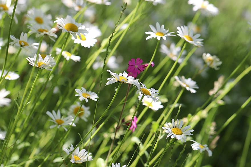 Flower Meadow, Daisies, Wildflowers, Spring Meadow, Wild Flowers, Meadow, Flowers, White, Marguerite Meadow, Nature, Summer Flowers