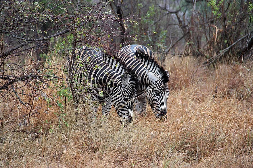 zebras, par, pastando, grama, selvagem, animais, animais selvagens, região selvagem, fotografia da vida selvagem, mundo animal, África do Sul