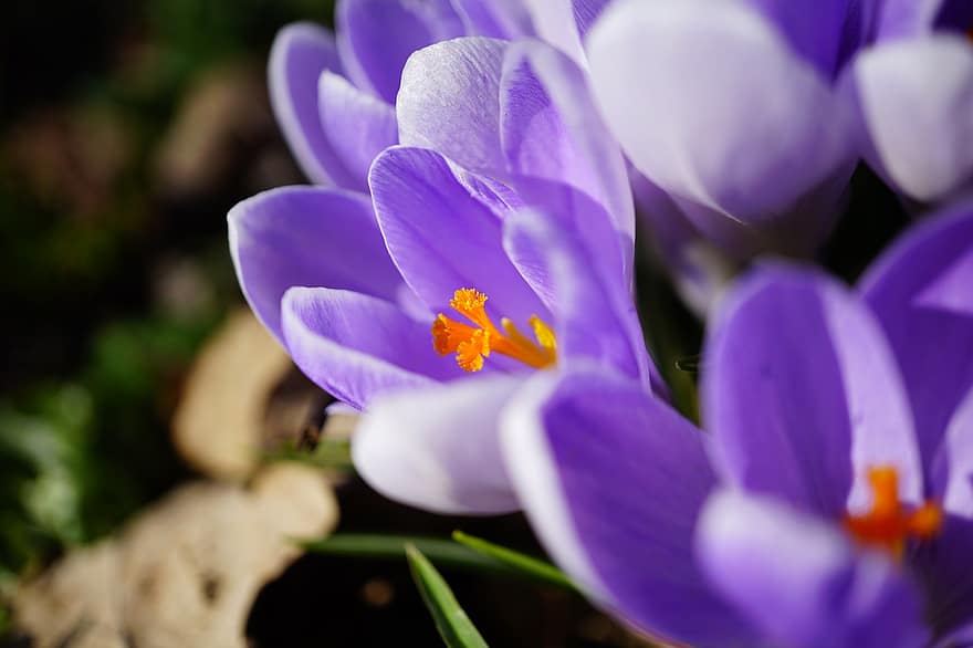 Crocuses, Flowers, Purple Flowers, Petals, Purple Petals, Spring Flowers, Nature, Blossom, Bloom, Flora, flower