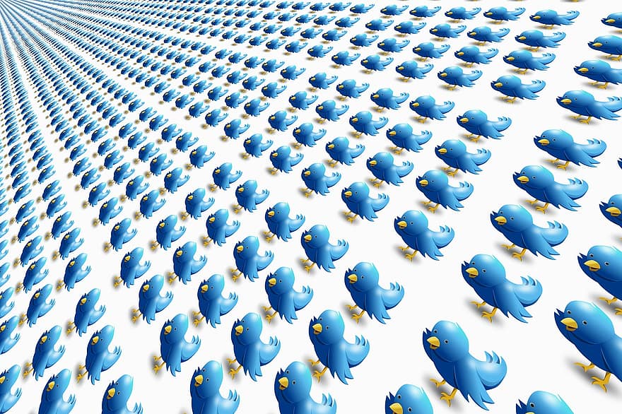 Twitter, sociale medier, netværk, social, tweet, fugl, sjov, nuttet