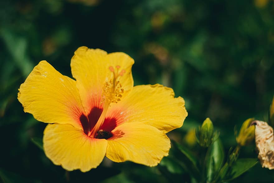 Χαβάη, κίτρινος, λουλούδι, τροπικός, καλοκαίρι, φύση