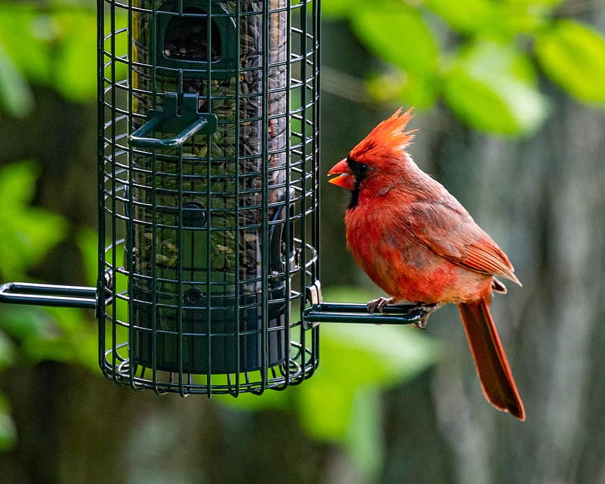 ocell, cardenal, songbird, vida salvatge, animal, aviària