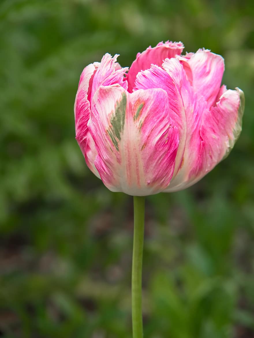 růžový, tulipán, květ, okvětní lístek, Příroda, rostlina, zahrada, okvětní lístky, jaro, flóra, pole