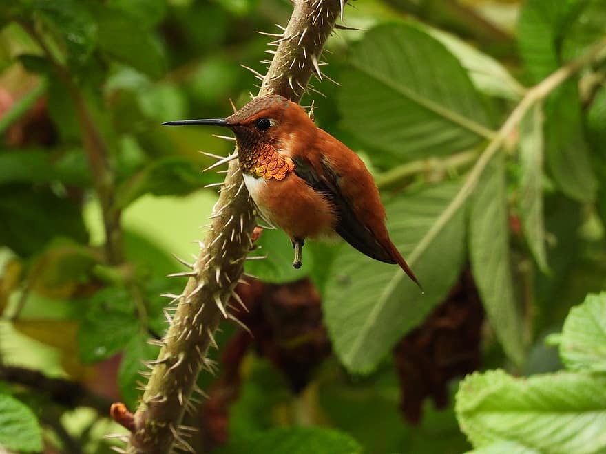 colibrí, salvaje, naturaleza, fauna silvestre, vistoso, pequeña