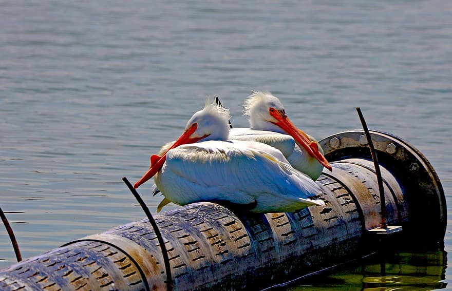 pelicans, πουλιά, των ζώων, θαλάσσια πουλιά, λευκά φτερά, Πορτοκαλί ράμφη, φτερά, ανάπαυσης, νερό, σωλήνας, ζεύγος